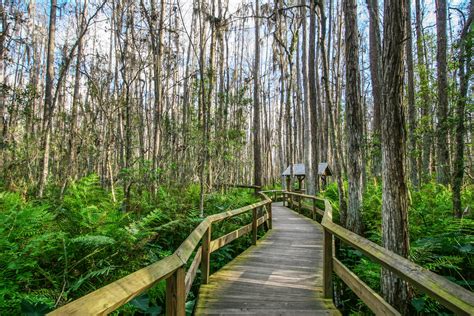 Florida hiking trails. Things To Know About Florida hiking trails. 
